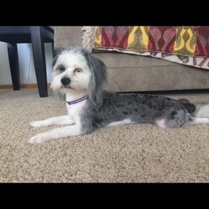 Meet your Posher, Jake